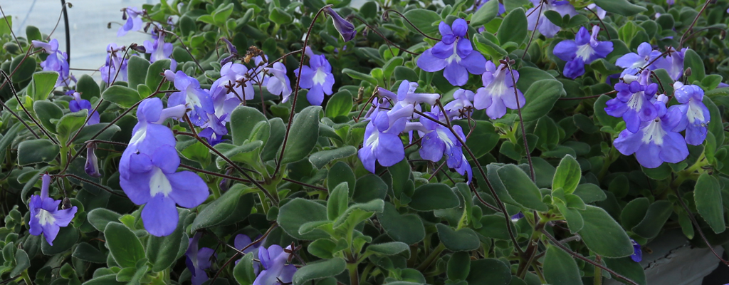 bloemen