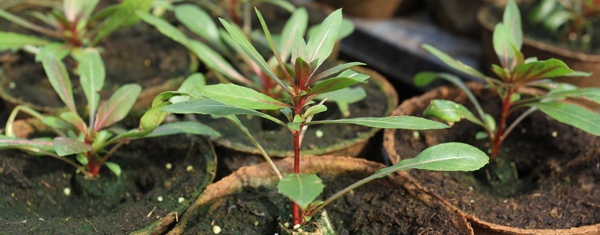plantgoed