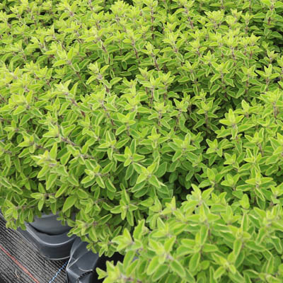 origanum