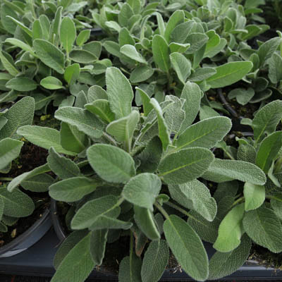 salvia