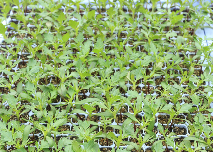 groentenplanten