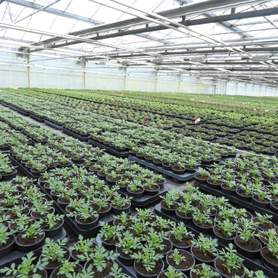 serres en plantgoed