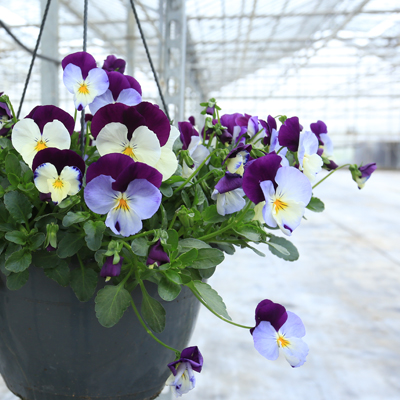 viooltjes in hangpot